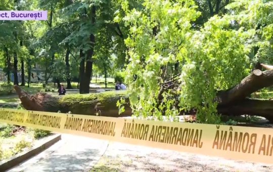 Prăbușirea unui copac uriaș în parc: un incident care ridică semne de întrebare asupra siguranței urbane din București