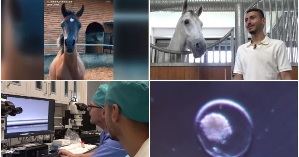Fertilizarea în vivo și mamele surogat: O revoluție în reproducția cailor pursânge arabi
