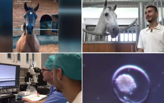 Fertilizarea în vivo și mamele surogat: O revoluție în reproducția cailor pursânge arabi