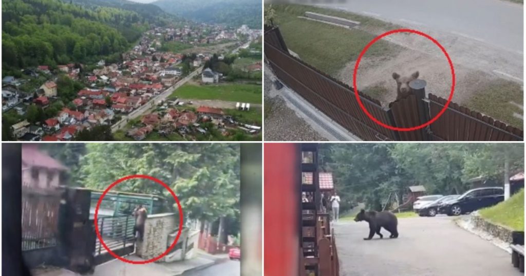 Urșii pe străzile din Azuga: o provocare pentru comunitate și autorități