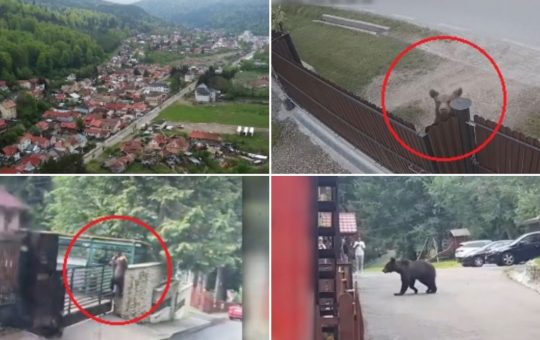 Urșii pe străzile din Azuga: o provocare pentru comunitate și autorități