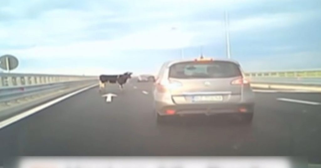 Pericolele ascunse ale transportului animalelor pe drumurile publice: Cazul vacilor căzute pe Autostrada A7