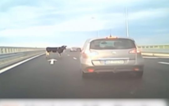 Pericolele ascunse ale transportului animalelor pe drumurile publice: Cazul vacilor căzute pe Autostrada A7