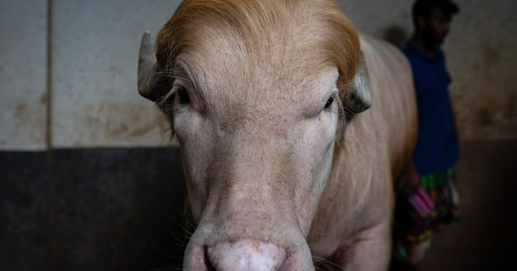 Bivolul albinos „Donald Trump”: O poveste de salvare și celebritate în Bangladesh