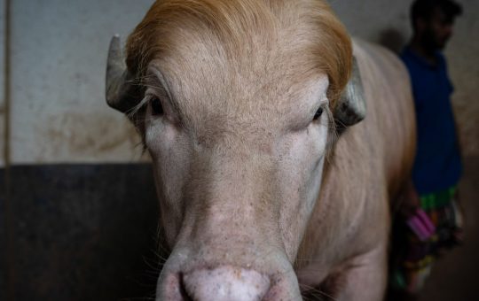 Bivolul albinos „Donald Trump”: O poveste de salvare și celebritate în Bangladesh