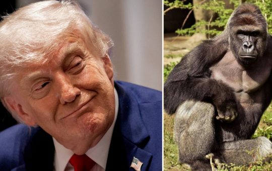 Controverse și Ironie: Moartea Gorilei Harambe și Impactul Asupra Politicii Americane