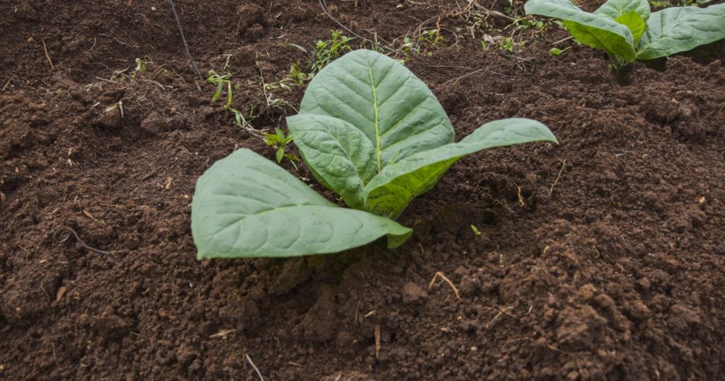 Descifrarea Mecanismului Nicotinei: O Revoluție în Știința Plantei de Tutun