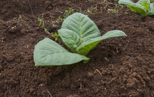 Descifrarea Mecanismului Nicotinei: O Revoluție în Știința Plantei de Tutun