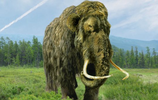 Misterul Oaselor din Alaska: De la Mamut Lânos la Balene Antice