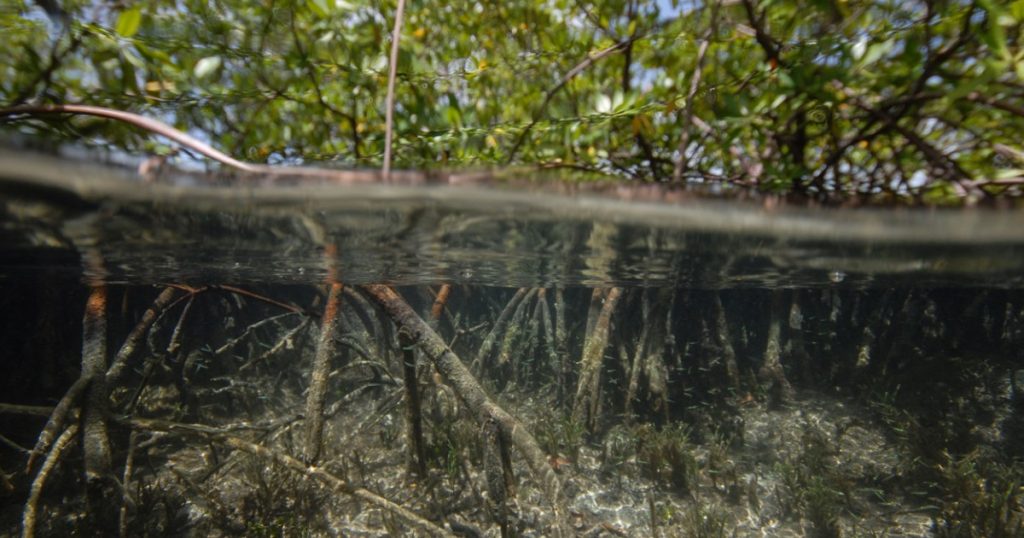 Impactul creșterii nivelului mării asupra mangrovelor: o amenințare globală pentru climă și biodiversitate