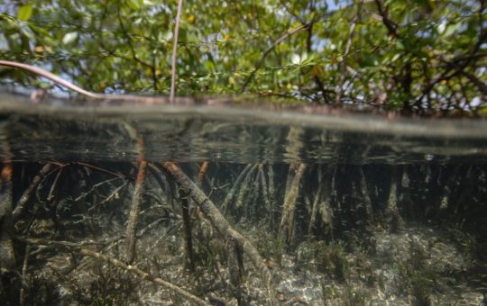 Impactul creșterii nivelului mării asupra mangrovelor: o amenințare globală pentru climă și biodiversitate