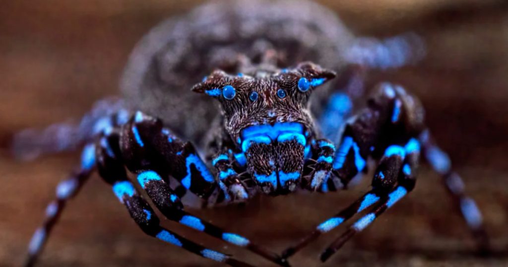 Descoperiri biologice revoluționare în Angola: noi specii de libelule, lăcuste și păianjeni fluorescenți