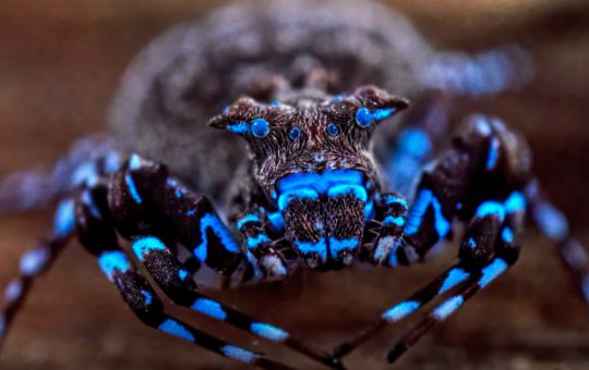 Descoperiri biologice revoluționare în Angola: noi specii de libelule, lăcuste și păianjeni fluorescenți