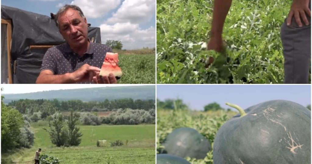 Întârzieri în producția pepenilor românești: Impactul vremii capricioase asupra agriculturii locale