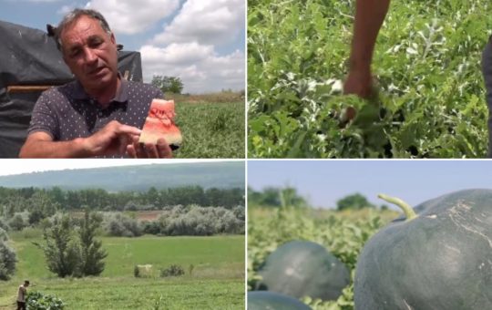 Întârzieri în producția pepenilor românești: Impactul vremii capricioase asupra agriculturii locale