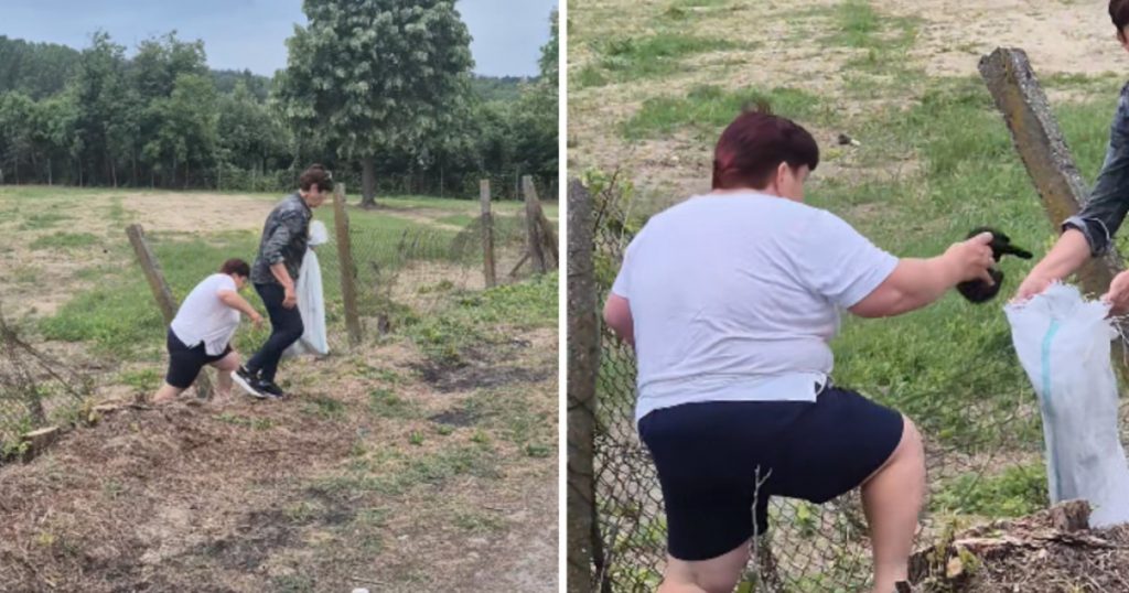 Abandonul animalelor: O problemă persistentă și o amendă controversată