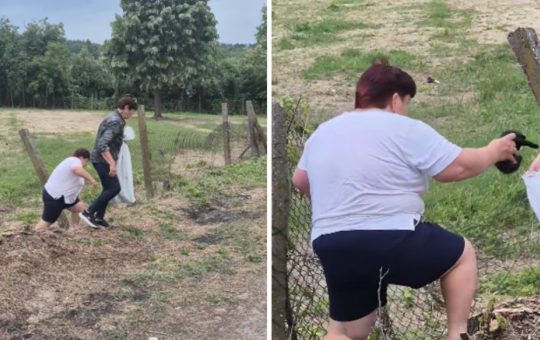 Abandonul animalelor: O problemă persistentă și o amendă controversată