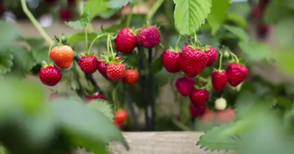 Fructe Contaminate cu Pesticide: Ce Trebuie să Știm pentru o Alimentație Sănătoasă