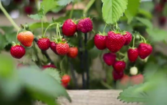 Fructe Contaminate cu Pesticide: Ce Trebuie să Știm pentru o Alimentație Sănătoasă