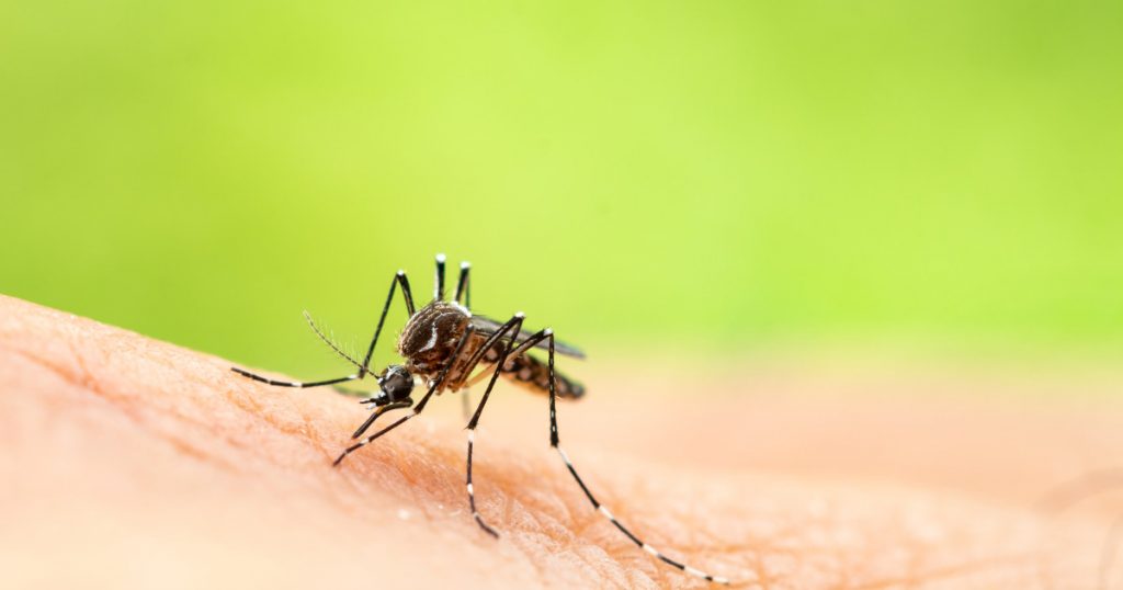 Europa la Răscruce: Amenințarea Virusului Chikungunya și Necesitatea Pregătirilor în Sănătate