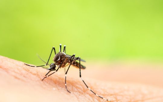 Europa la Răscruce: Amenințarea Virusului Chikungunya și Necesitatea Pregătirilor în Sănătate