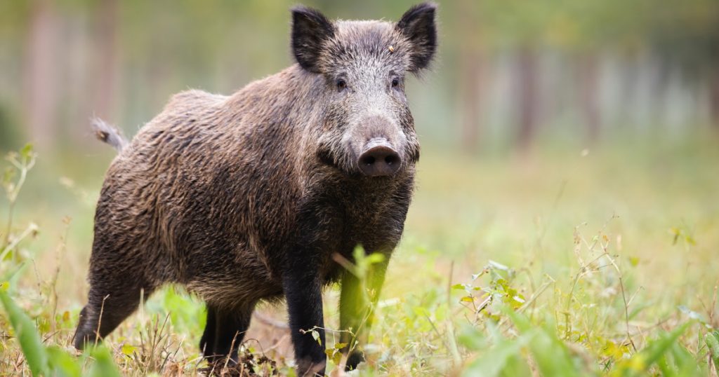 Porcul mistreț din Pipera-Voluntari: un incident care ridică întrebări despre siguranța urbană și gestionarea faunei sălbatice