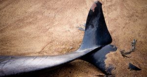 Ecocidul din Marea Neagră: Impactul devastator al războiului din Ucraina asupra ecosistemului marin