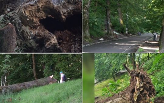 Pericolul Arborilor de Sub Tâmpa: O Analiză Detaliată a Riscurilor și Măsurilor Luate de Autorități