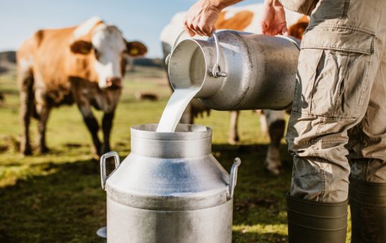 Impactul plafonării adaosului comercial asupra industriei laptelui din România: O criză în adâncire