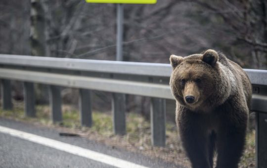 Ursul din Pleşi: O incursiune în siguranţa comunităţii buzoiene