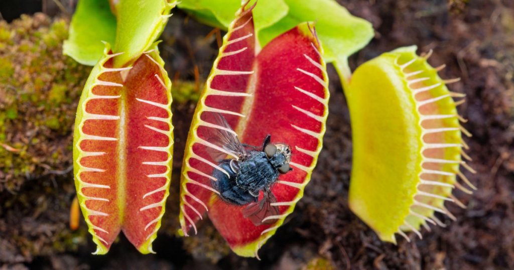 Mecanismul Fascinant al Capcanei lui Venus: O Privire Detaliată asupra Funcționării Plantei Carnivore