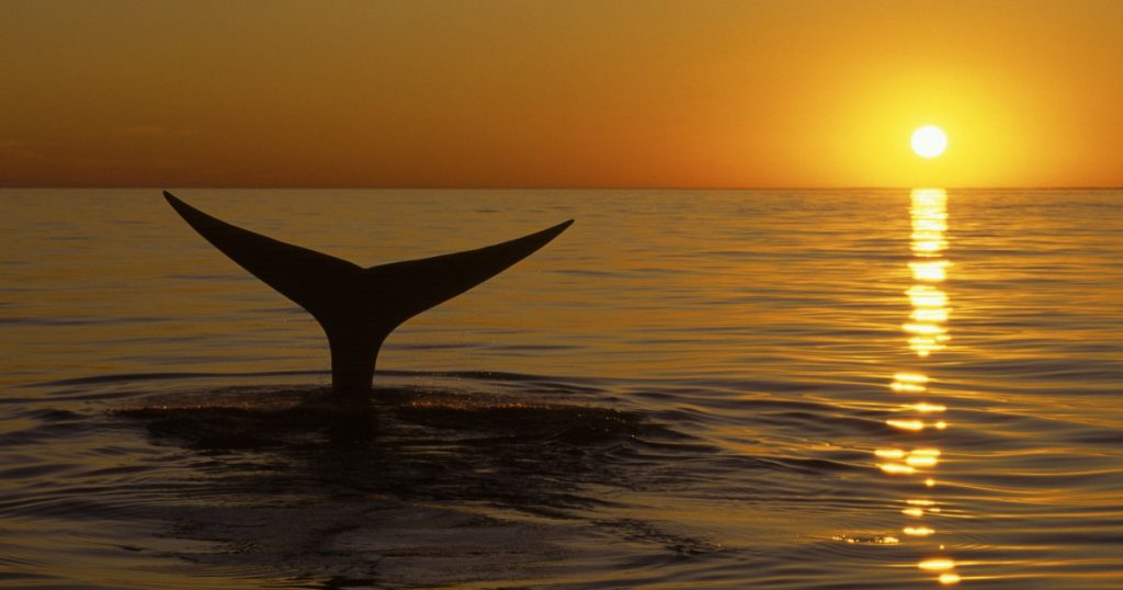 Descoperirea uluitoare a cimitirului de balene din Oceanul Indian: o privire asupra ecosistemelor marine ascunse sub apă