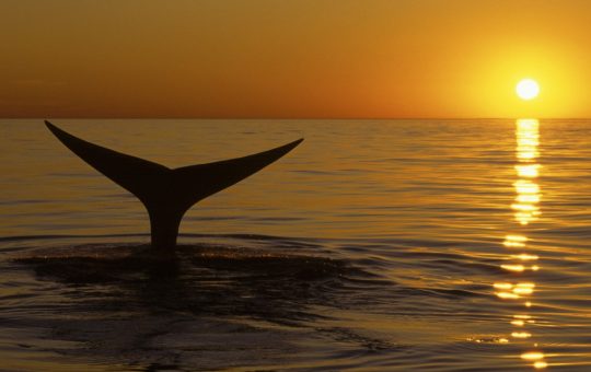 Descoperirea uluitoare a cimitirului de balene din Oceanul Indian: o privire asupra ecosistemelor marine ascunse sub apă
