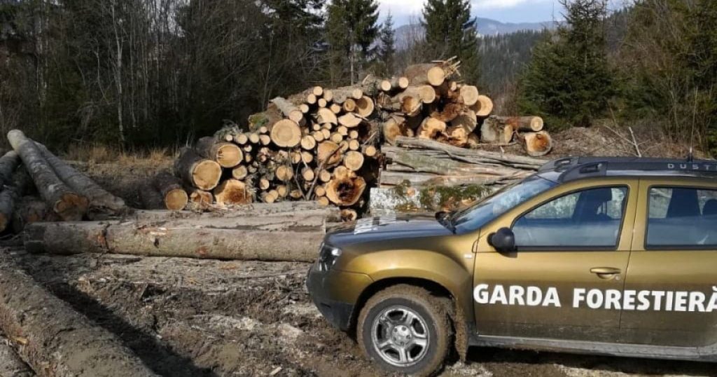 Tăieri ilegale în pădurile Sucevei: O analiză a neregulilor și implicațiilor legale