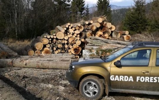 Tăieri ilegale în pădurile Sucevei: O analiză a neregulilor și implicațiilor legale