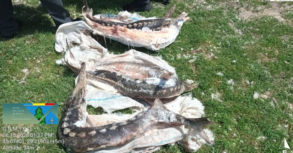 Controale Riguroase în Delta Dunării: Sturioni Confiscați și Amenzi Record pentru Protecția Mediului