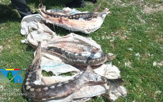 Controale Riguroase în Delta Dunării: Sturioni Confiscați și Amenzi Record pentru Protecția Mediului