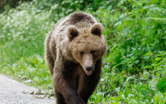 Conflictul între om și natură: Ursul împușcat pe Transfăgărășan și implicațiile sale ecologice și sociale