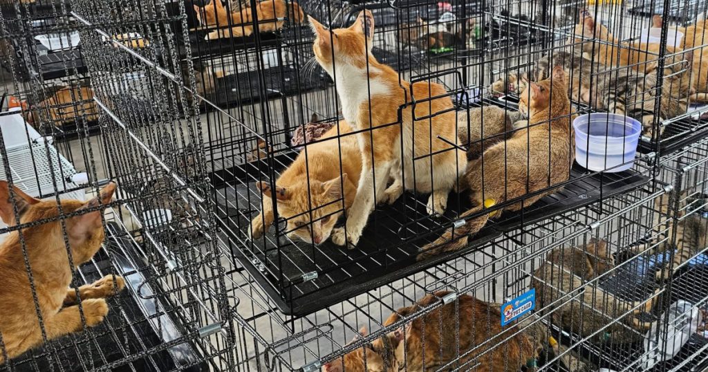 Salvarea a sute de pisici din mâinile traficanților: O privire detaliată asupra crizei animalelor de companie din Vietnam