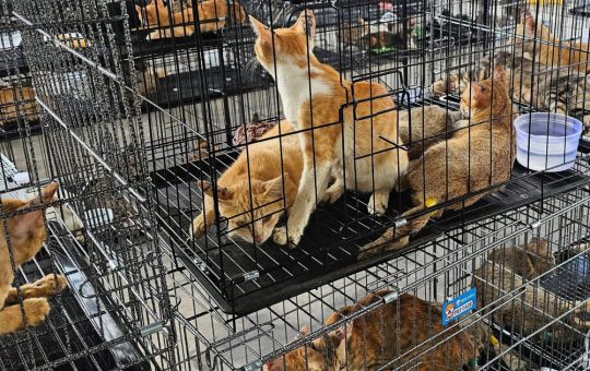 Salvarea a sute de pisici din mâinile traficanților: O privire detaliată asupra crizei animalelor de companie din Vietnam