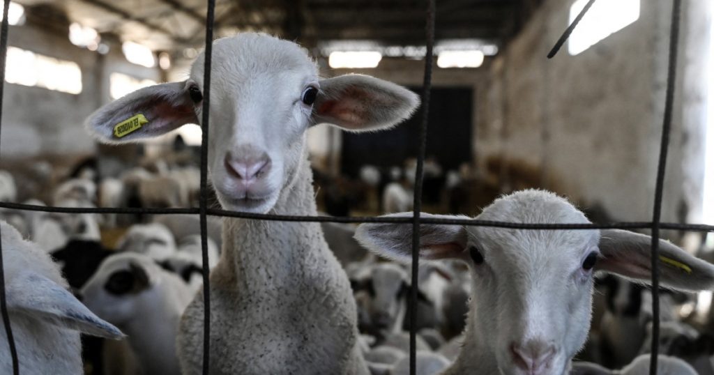 Impactul Extinderii Interdicției de Export pentru Ovine și Caprine din România: Analiză și Perspective