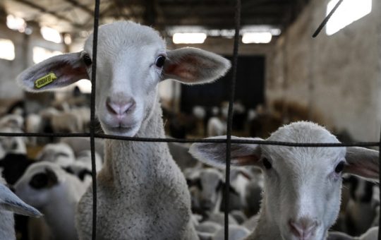 Impactul Extinderii Interdicției de Export pentru Ovine și Caprine din România: Analiză și Perspective