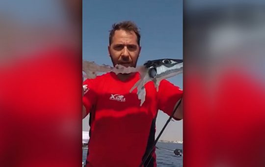 Pericolele marine în Grecia: Ce trebuie să știe turiștii despre peștele toxic care amenință plajele