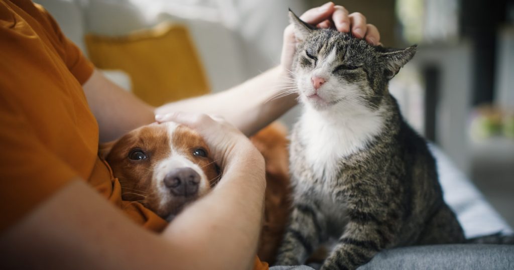 Impactul Animalelor de Companie asupra Stresului: O Analiză Detaliată a Studiului Recent