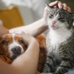 Impactul Animalelor de Companie asupra Stresului: O Analiză Detaliată a Studiului Recent