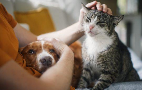 Impactul Animalelor de Companie asupra Stresului: O Analiză Detaliată a Studiului Recent