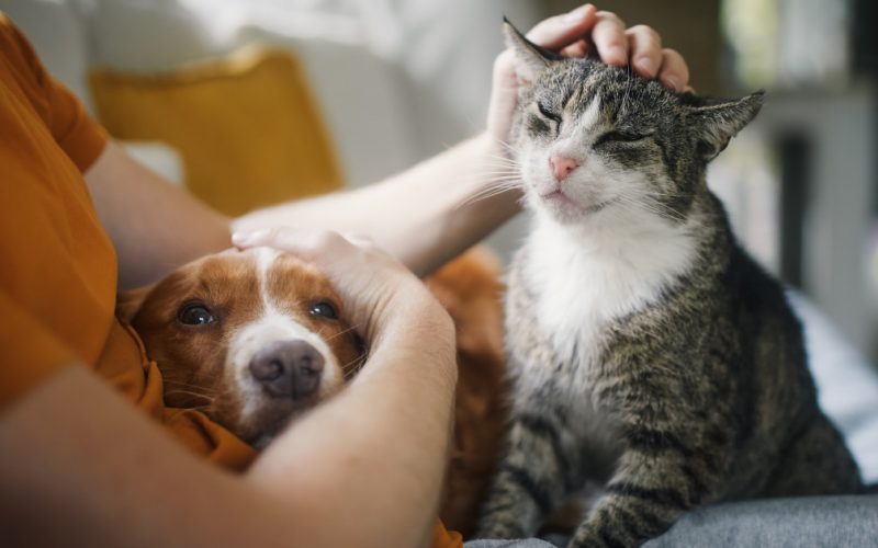 Impactul Animalelor de Companie asupra Stresului: O Analiză Detaliată a Studiului Recent