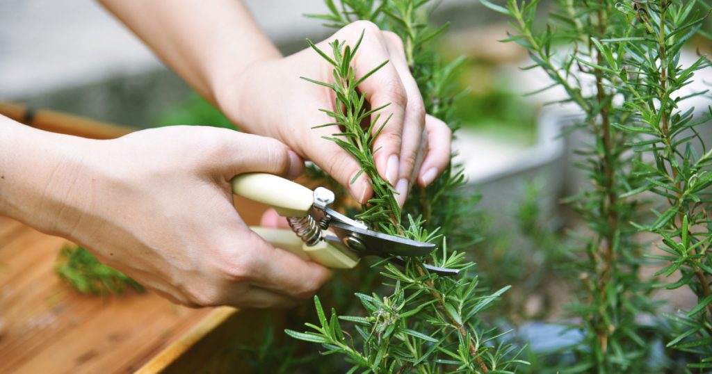Rozmarinul: Planta Aromatică cu Beneficii Remarcabile pentru Memorie și Stres
