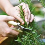 Rozmarinul: Planta Aromatică cu Beneficii Remarcabile pentru Memorie și Stres