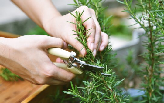 Rozmarinul: Planta Aromatică cu Beneficii Remarcabile pentru Memorie și Stres